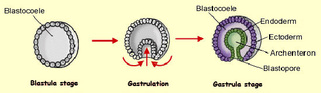 blastopore develops into mouth